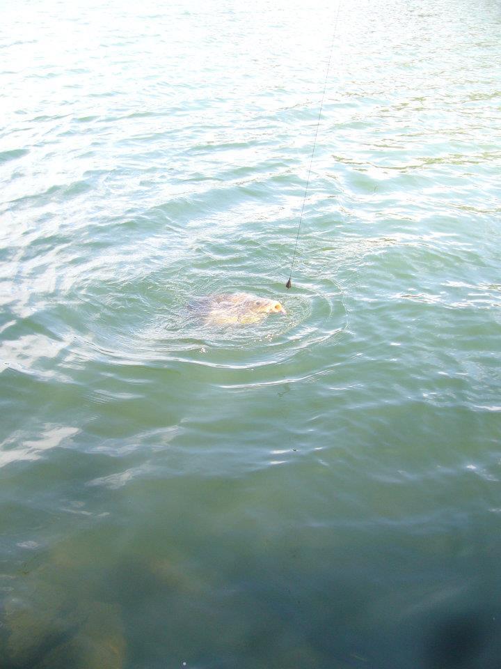 Ma passion !!! - 19775339733356103151374129110n.jpg